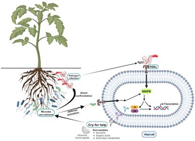 Frontiers Deciphering Key Factors In Pathogen Suppressive Microbiome